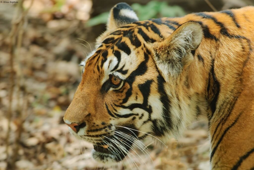 Bengal Tiger - Valmiki Tiger Reserve and National Park