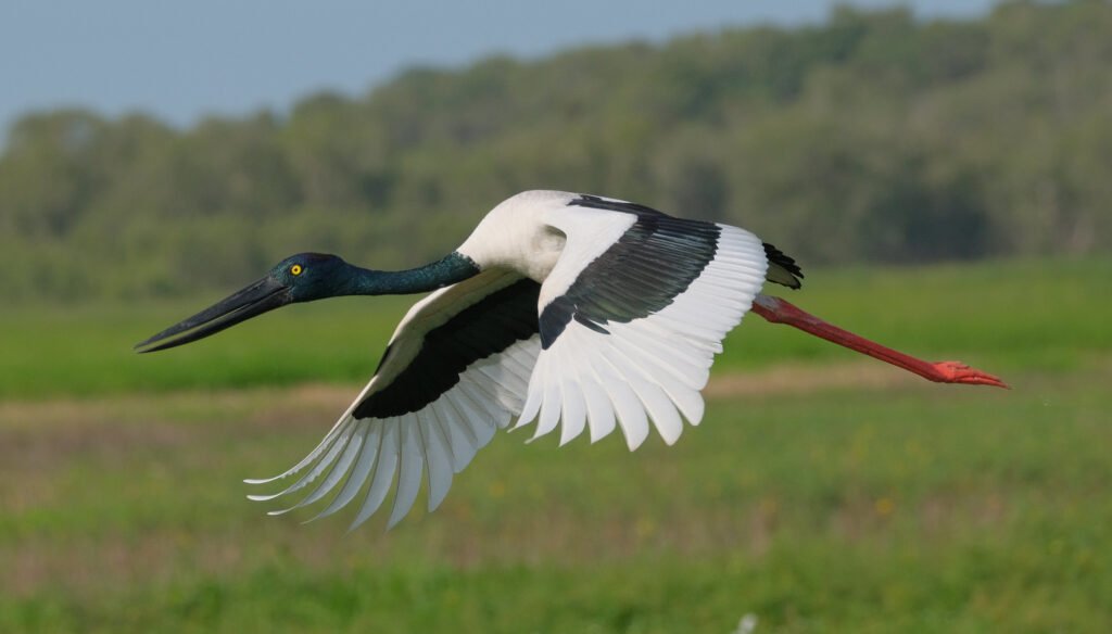 Black necked stork - Kanwar Lake Bird Sanctuary