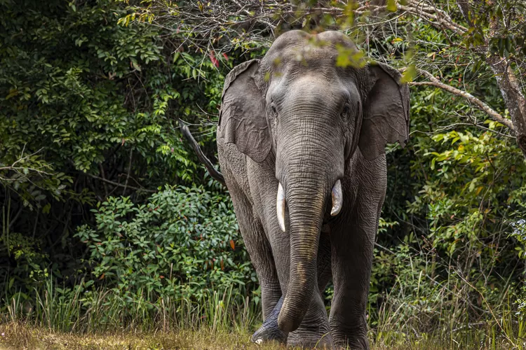 Indian Elephant - Bhimbandh Wildlife Sanctuary