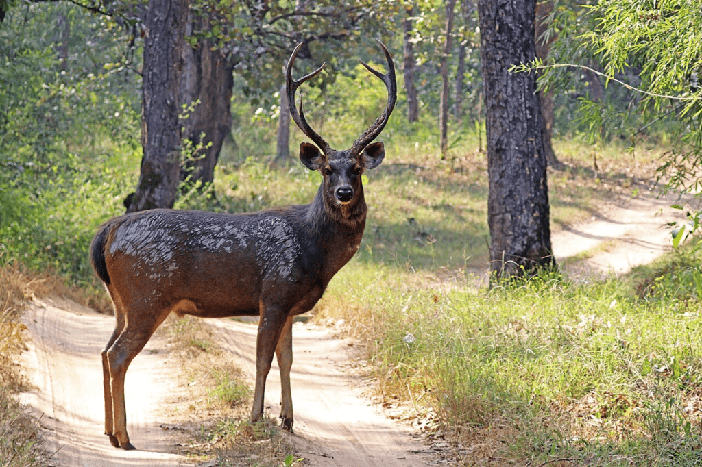 Sambar-deer-Kaimur Wildlife Sanctuary