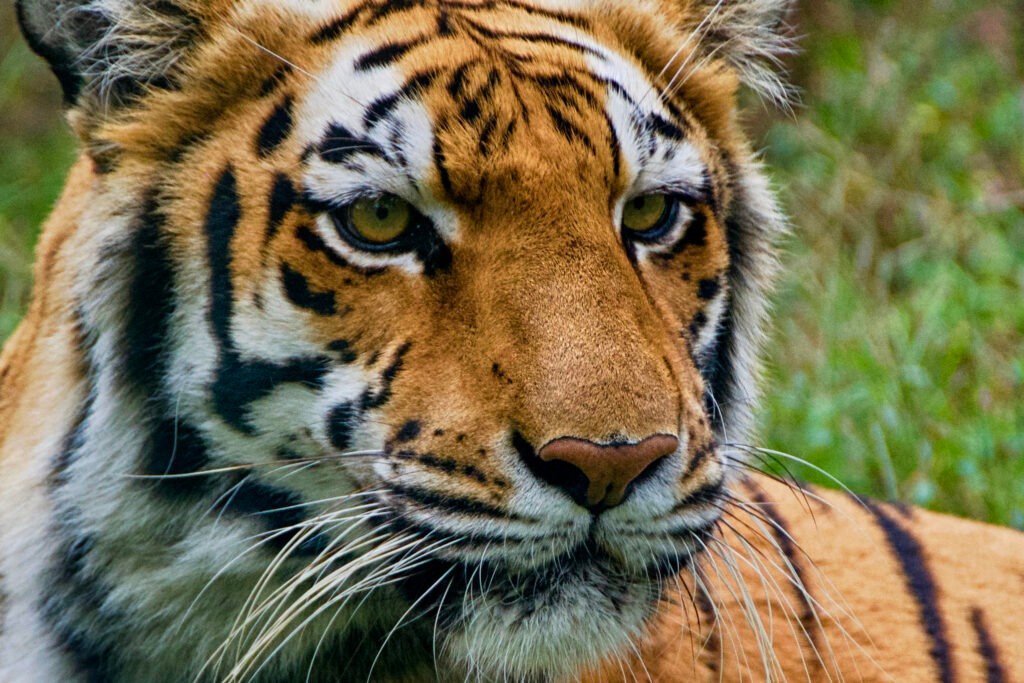 Wildlife Sanctuaries in Bihar - Bengal Tiger