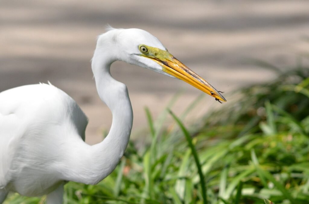 Egrets - Nagi Dam Bird Sanctuary