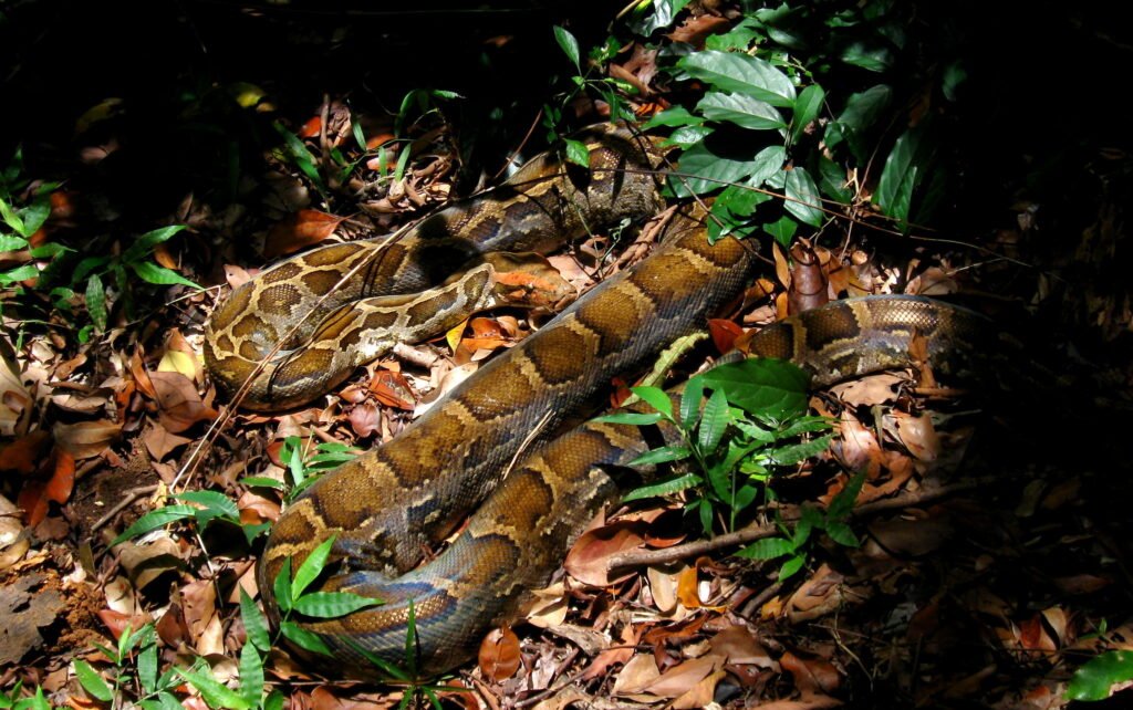 Indian Python - Pant (Rajgir) Wildlife Sanctuary